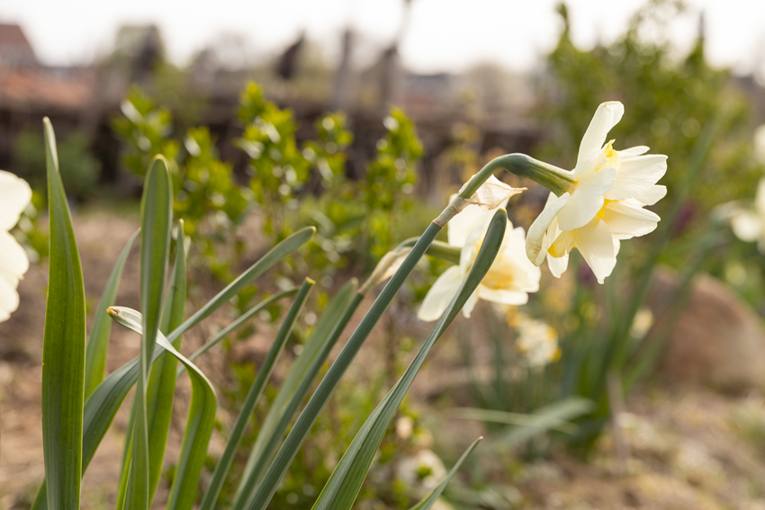 Frühjahr Impression 23