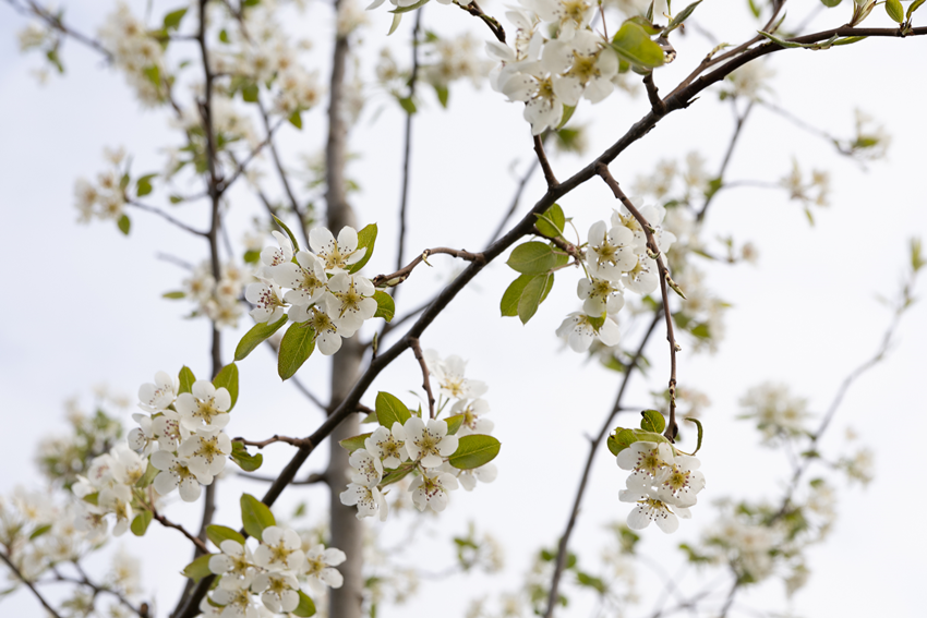 Frühjahr Impression 4