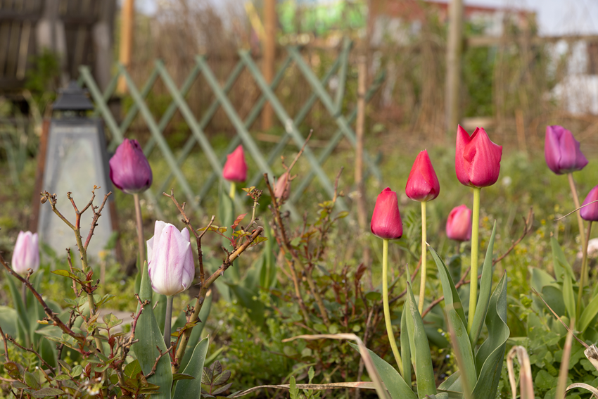 Frühjahr Impression 5