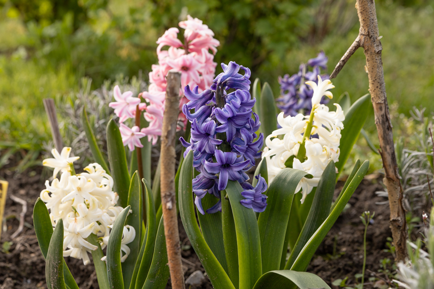 Frühjahr Impression 6