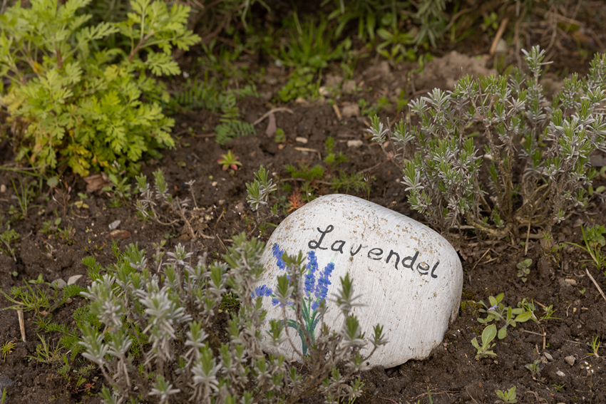 Frühjahr Impression 9