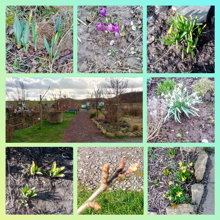 Im Februar wurden trotz Sturm die ersten Frühblüher gesichtet.