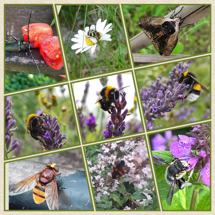 Im Juli fragte man sich oft: "Was krabbelt denn da?"