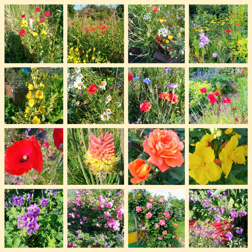 Im Juni blüht es im Grünlabor kräftig in vielen bunten Farben.