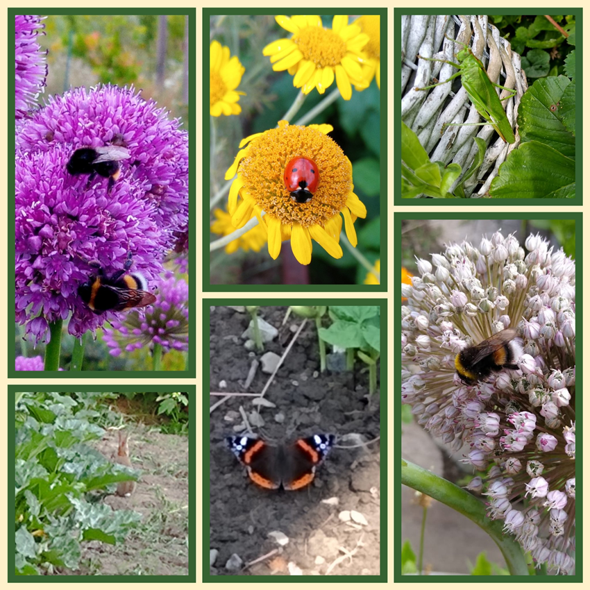 Im August kann man bei uns auch tierische Besucher beobachten, ...
